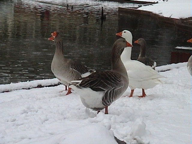 Nevadon 041.jpg
